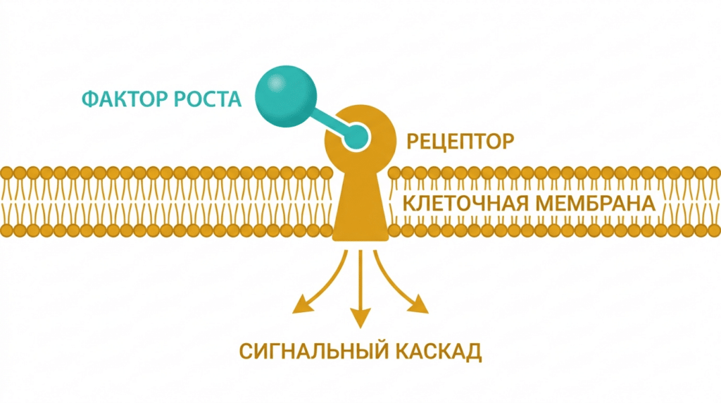 Фактор роста связывается с рецептором на клеточной мембране